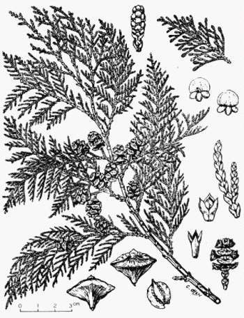 Chamaecyparis formosensis