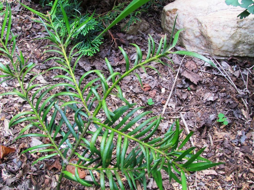 Amentotaxus formosana