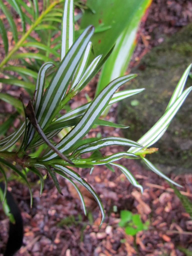 Amentotaxus formosana