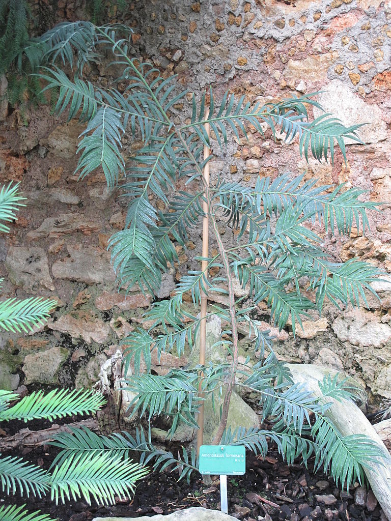 Amentotaxus formosana