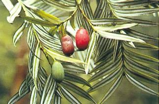 Amentotaxus formosana