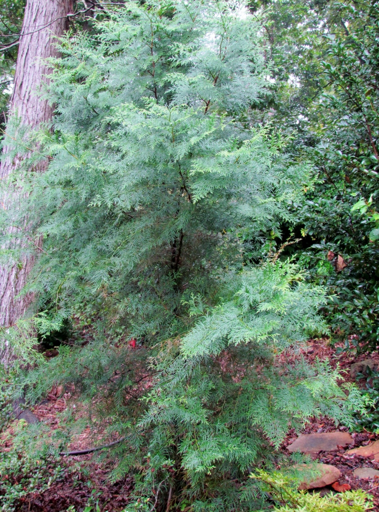 Calocedrus formosana