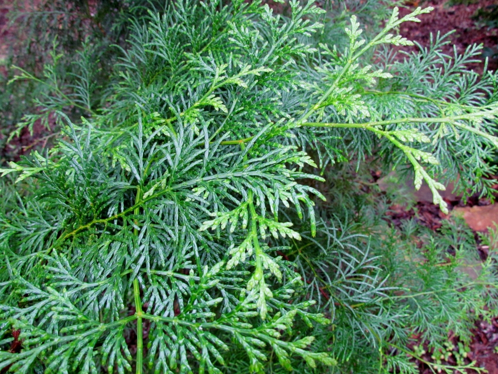 Calocedrus formosana