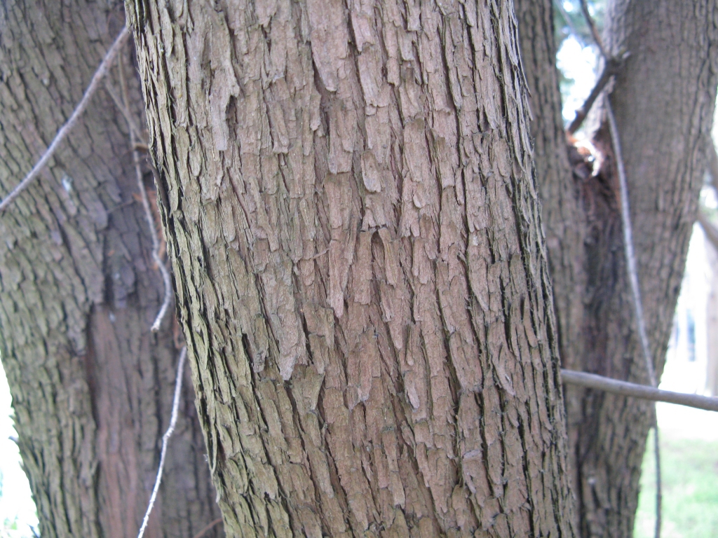 Calocedrus formosana