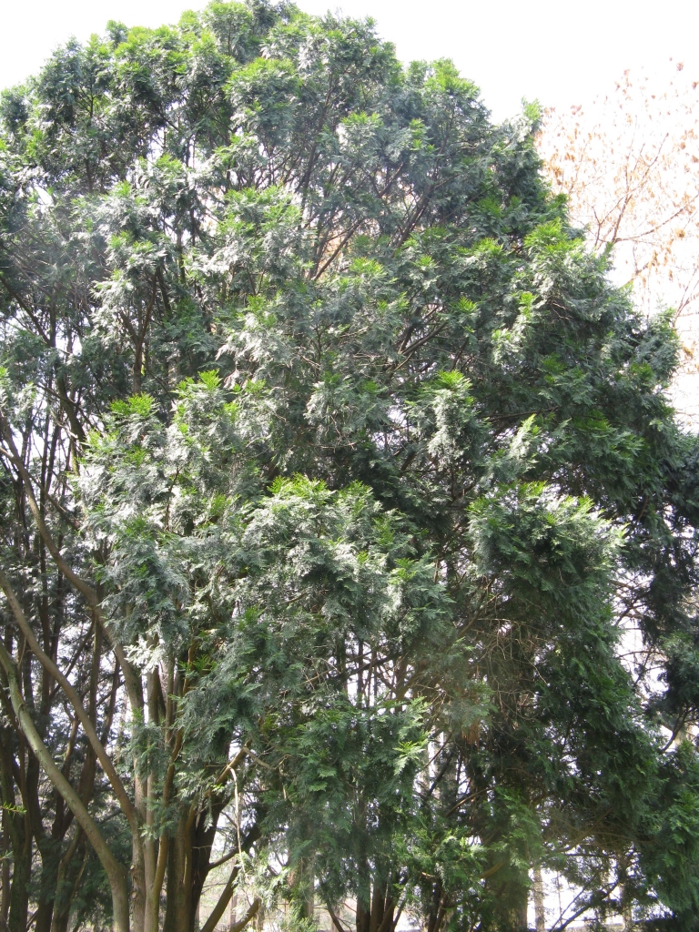 Calocedrus formosana