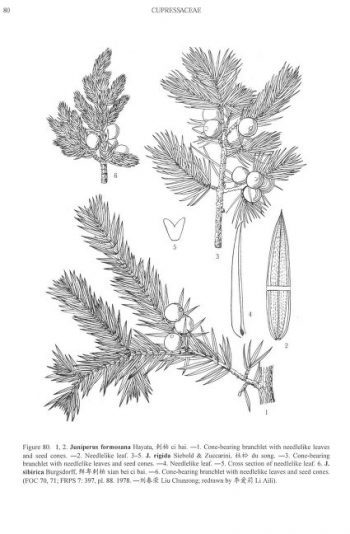 Juniperus formosana
