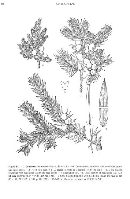 Juniperus formosana