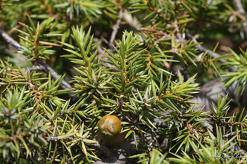 Juniperus formosana