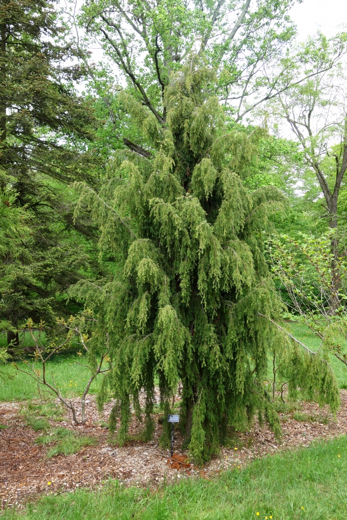 Juniperus formosana