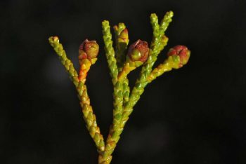 Lepidothamnus fonkii