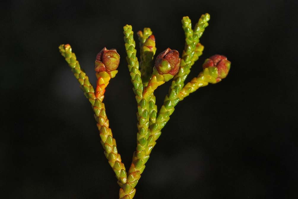 Lepidothamnus fonkii