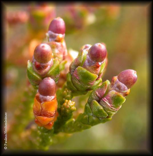 Lepidothamnus fonkii