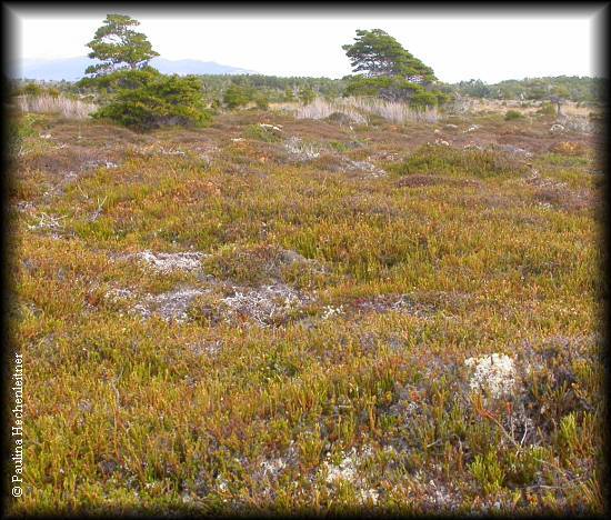 Lepidothamnus fonkii