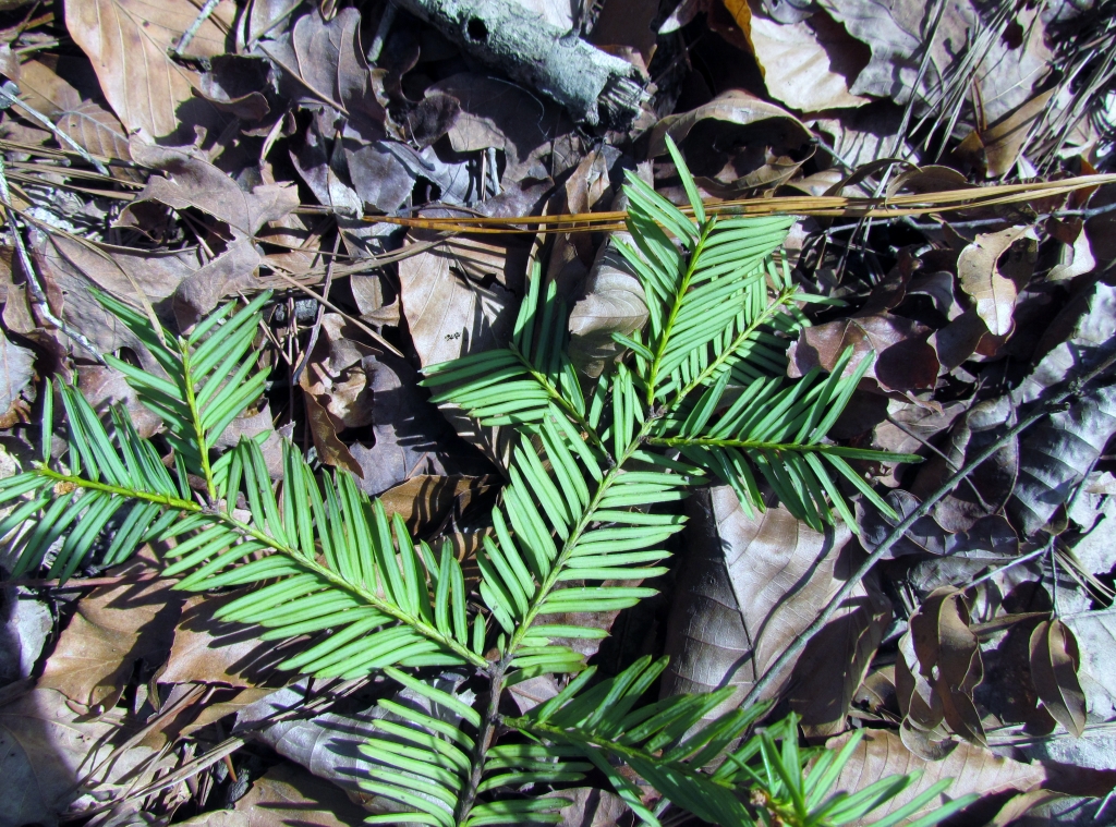 Taxus floridana