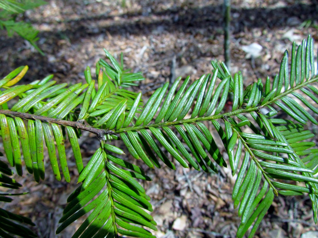 Taxus floridana