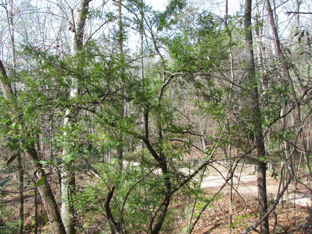 Taxus floridana