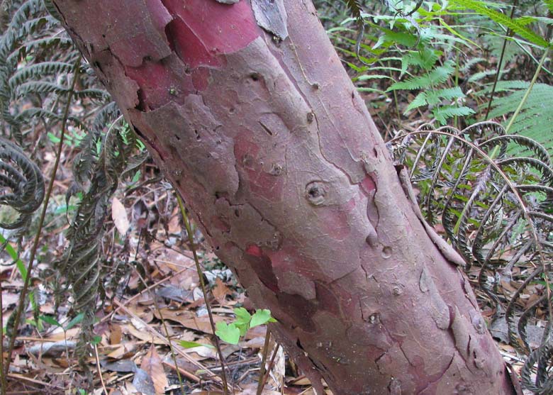 Taxus floridana