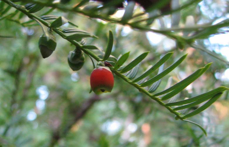 Taxus floridana