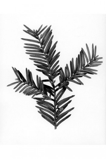 Taxus floridana