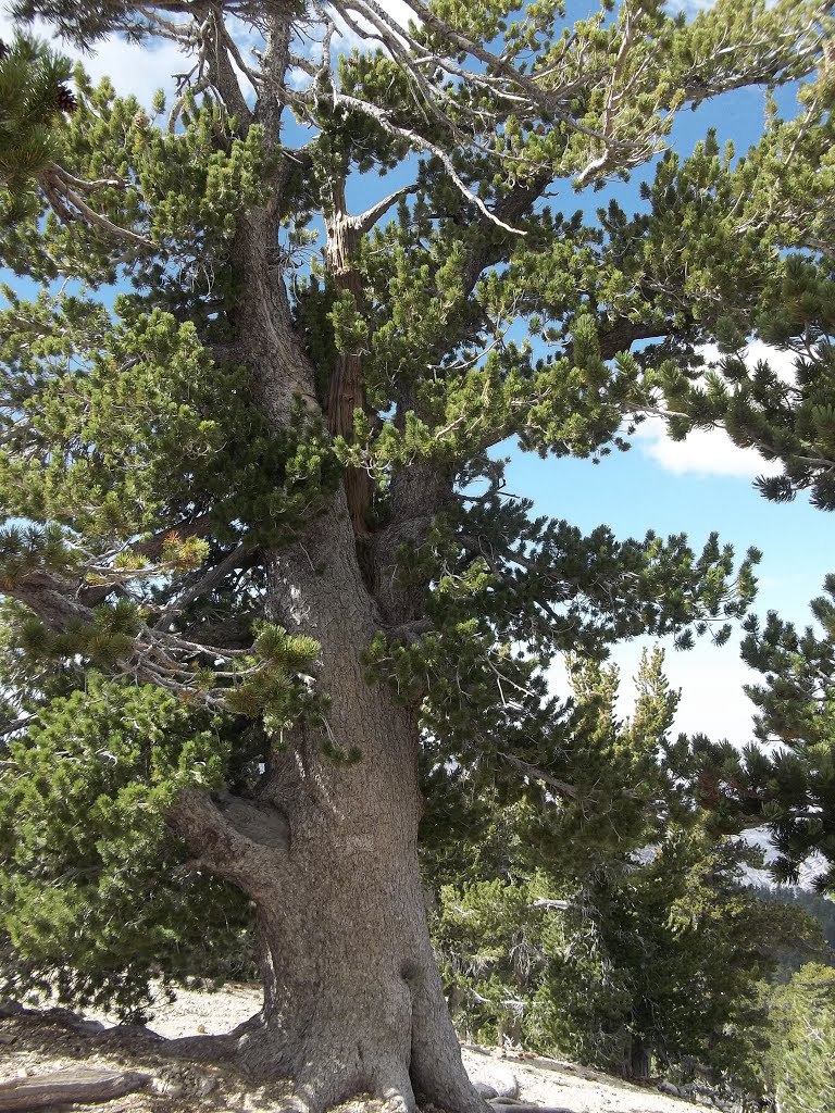 Pinus flexilis