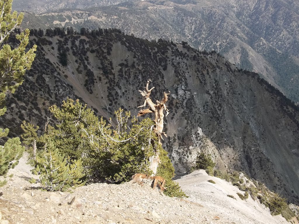 Pinus flexilis