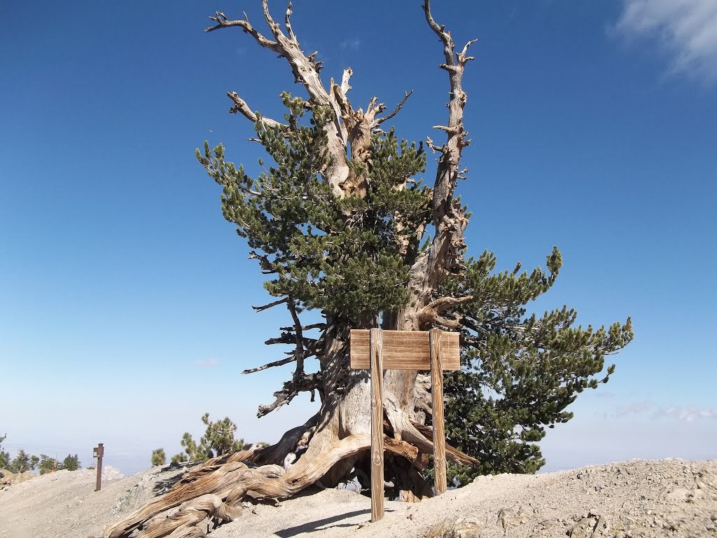 Pinus flexilis