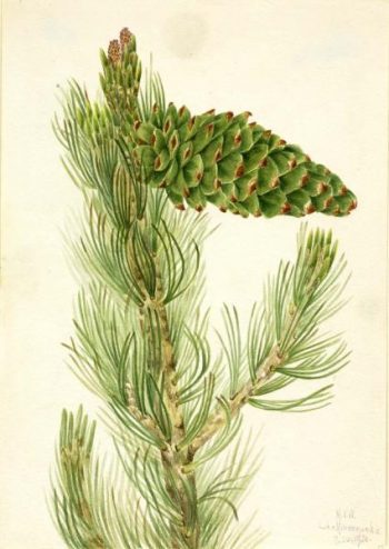 Pinus flexilis