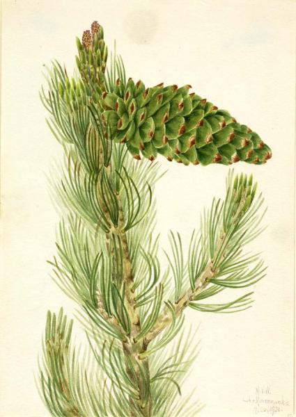 Pinus flexilis