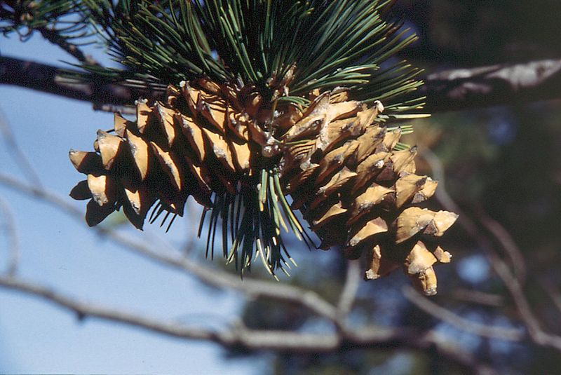 Pinus flexilis
