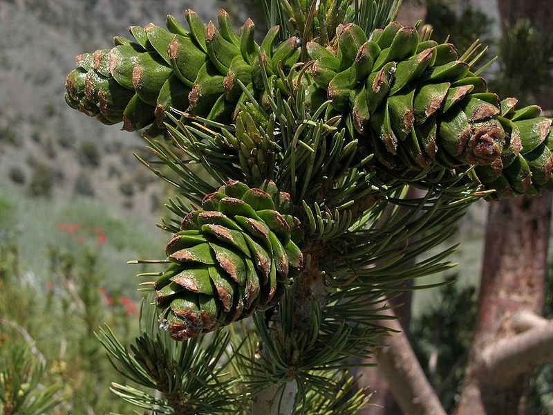 Pinus flexilis