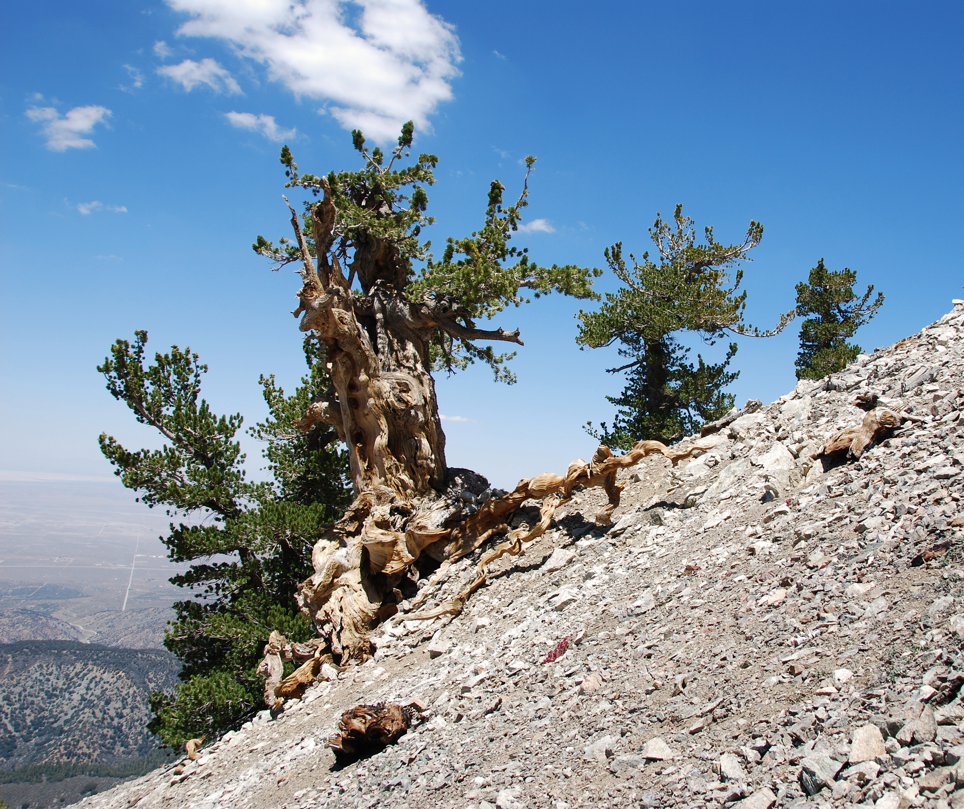 Pinus flexilis