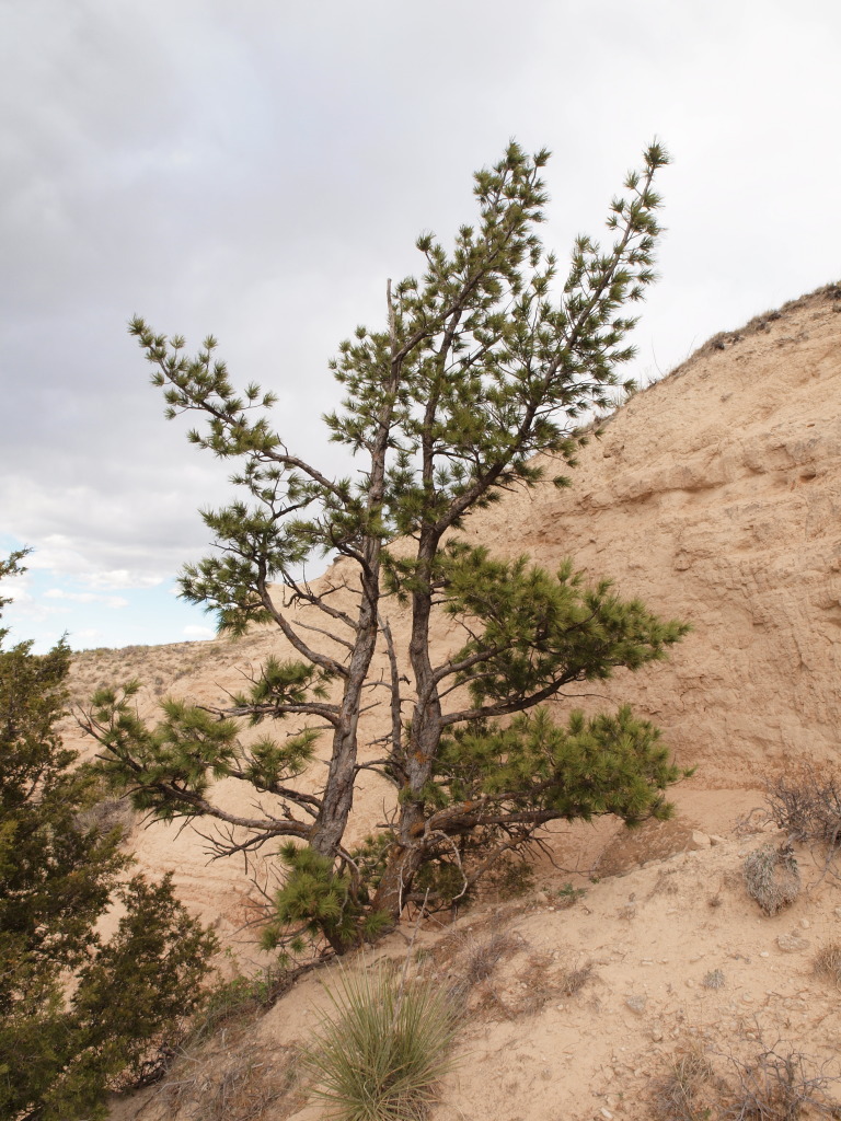 Pinus flexilis