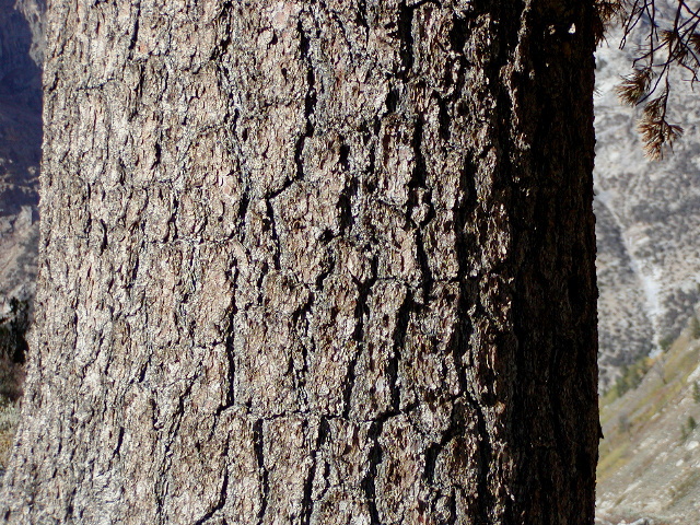 Pinus flexilis
