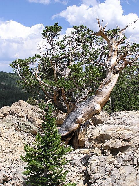 Pinus flexilis