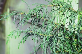 Microstrobus fitzgeraldii