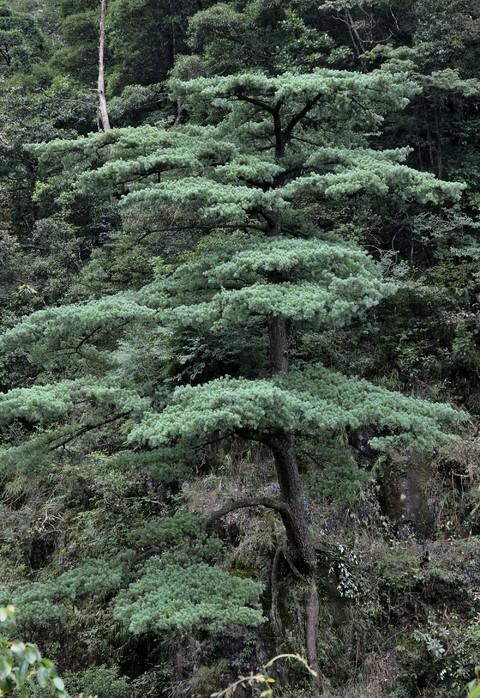 Pinus fenzeliana
