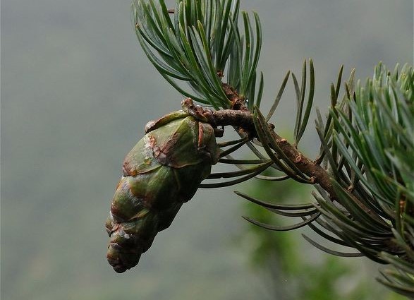 Pinus fenzeliana