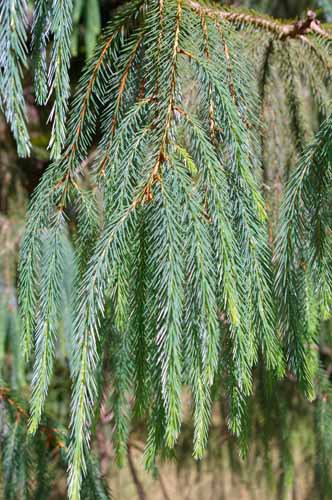 Picea farreri