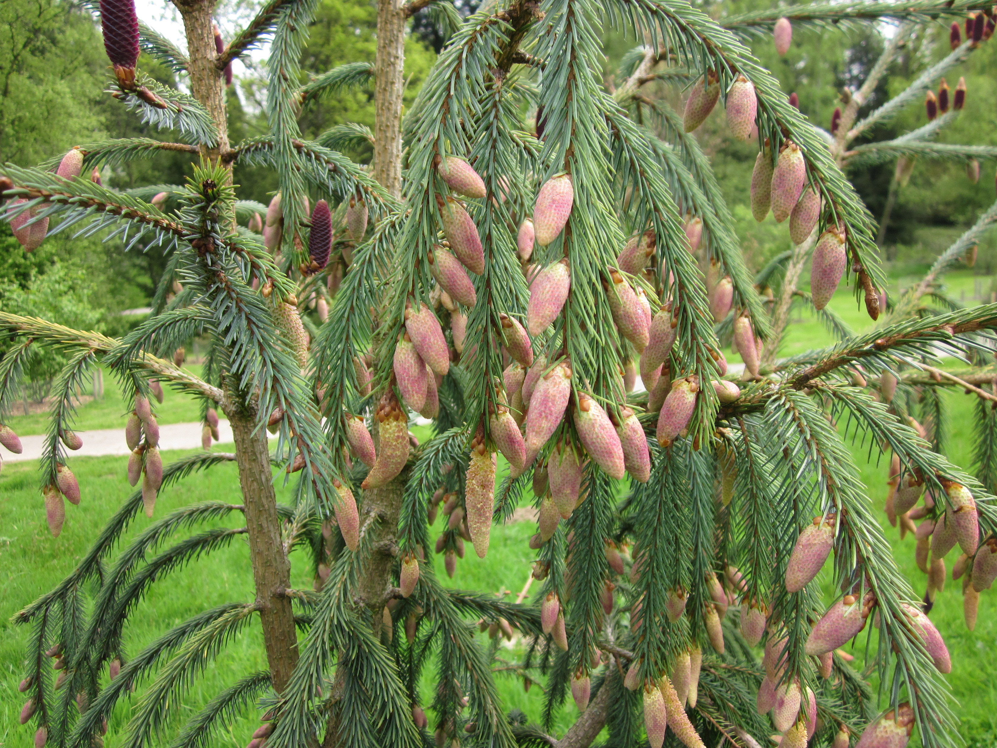 Picea farreri