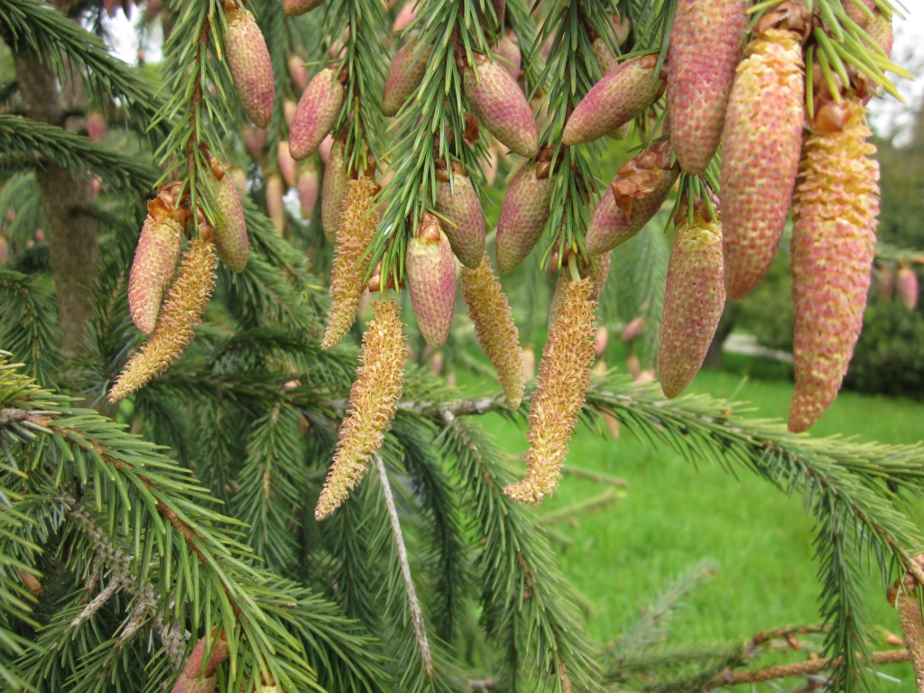 Picea farreri