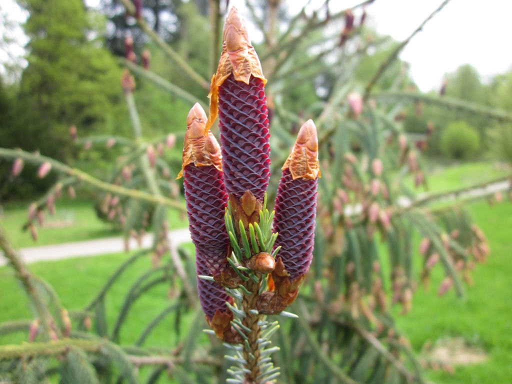 Picea farreri