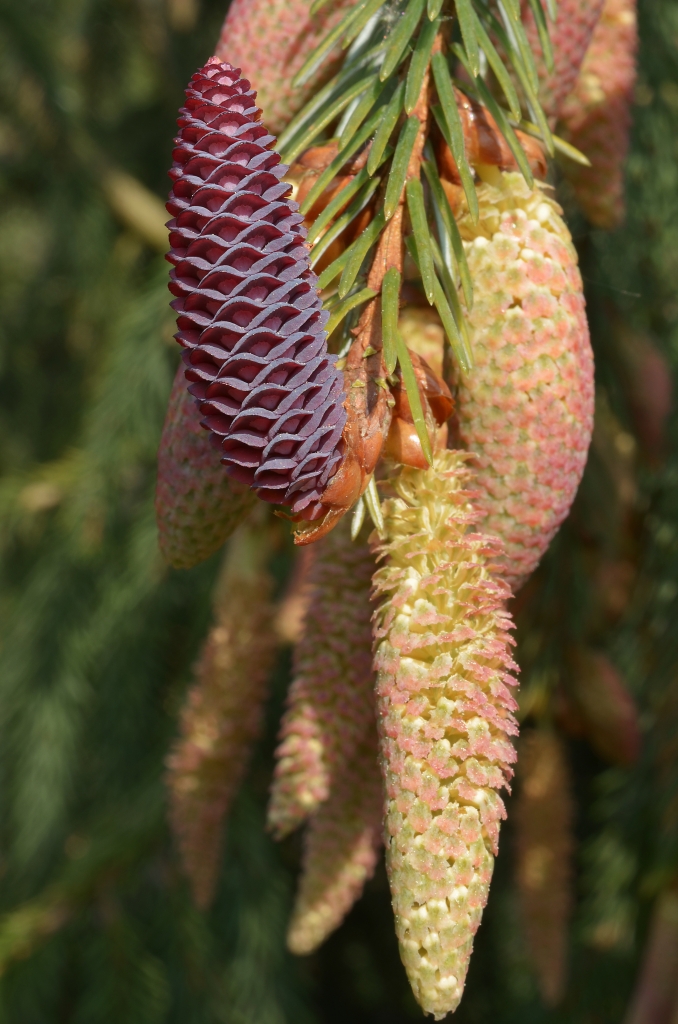 Picea farreri