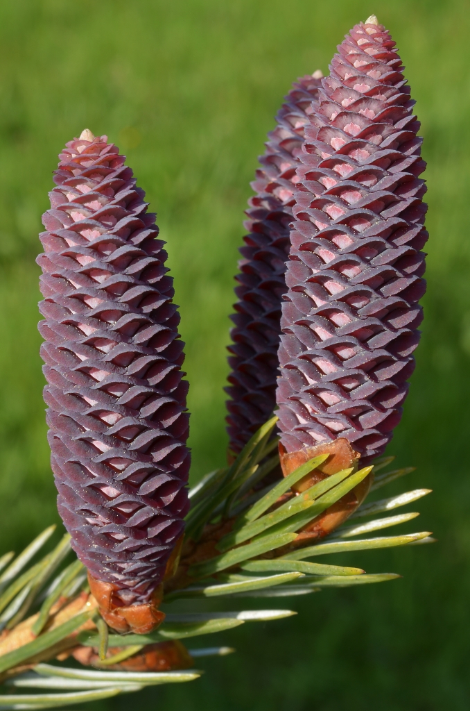 Picea farreri
