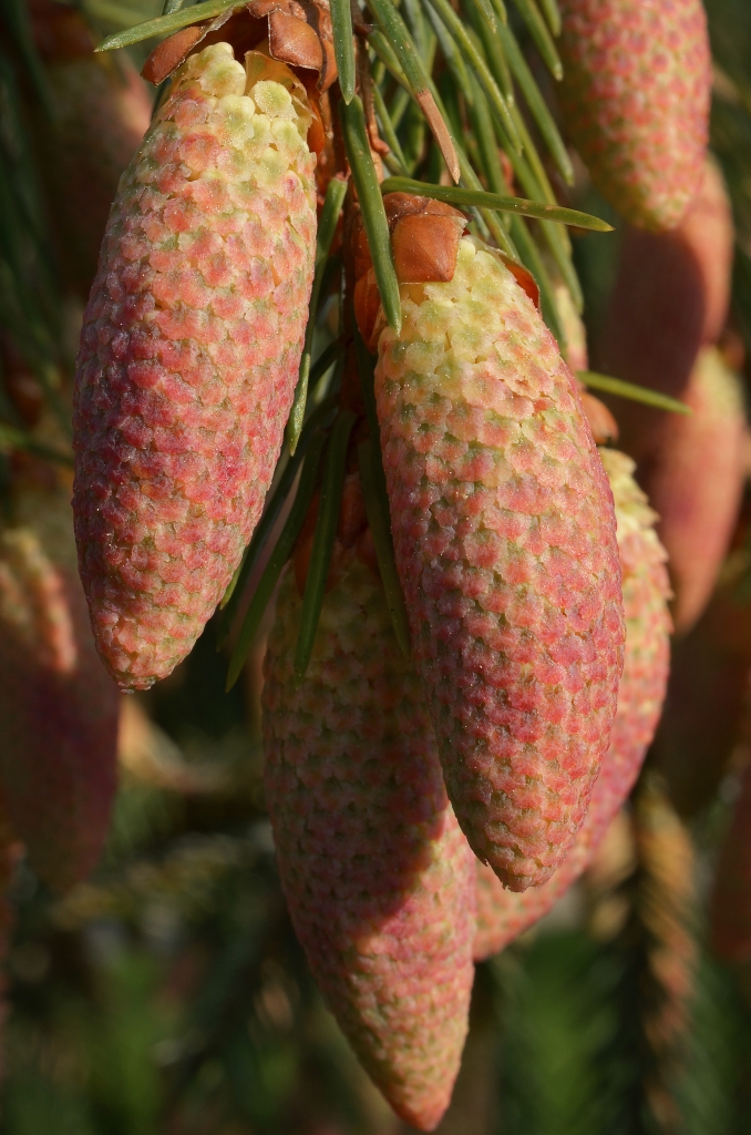 Picea farreri