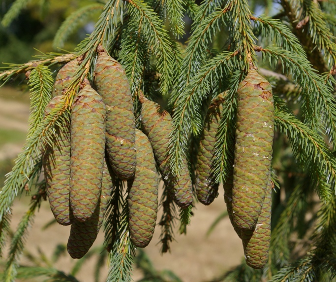 Picea farreri