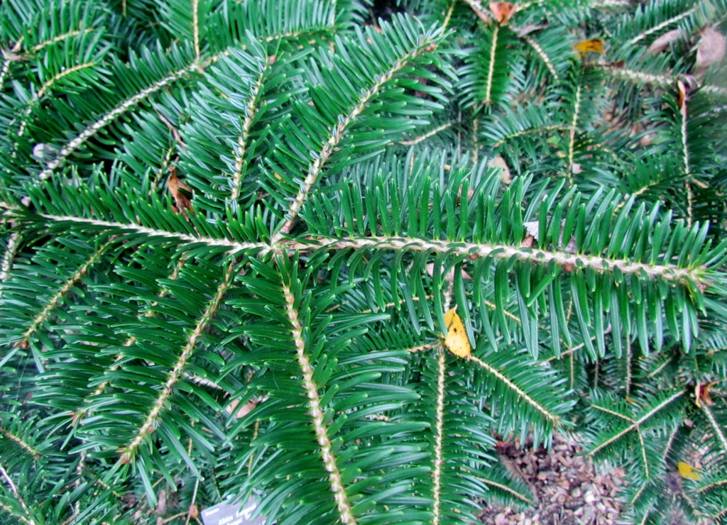 Abies fargesii