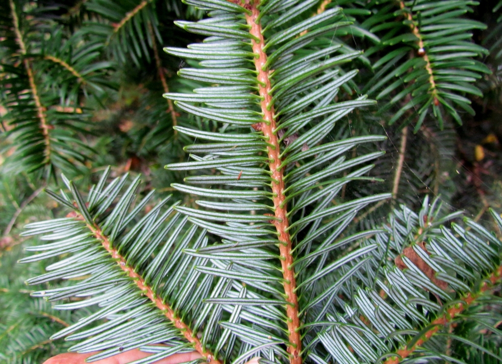Abies fargesii