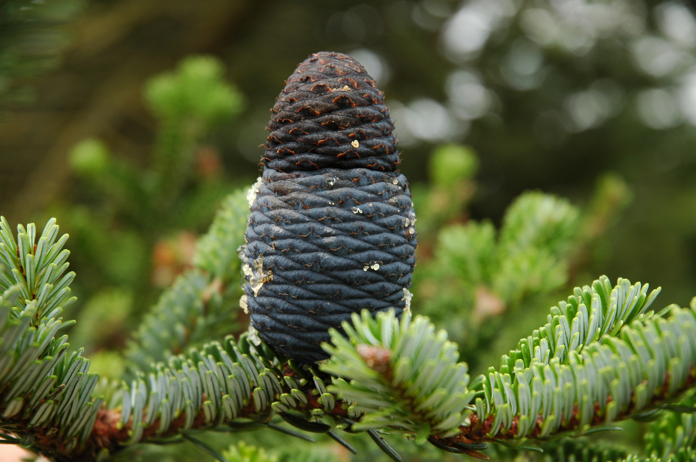 Abies fargesii