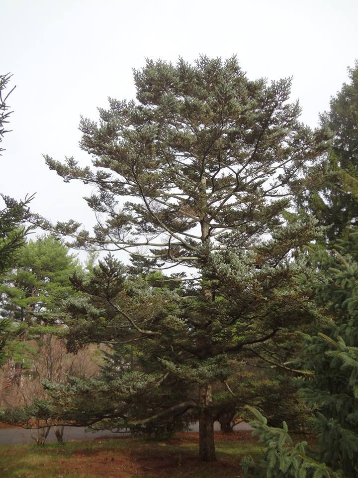 Abies fargesii