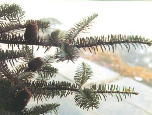 Abies fanjingshanensis